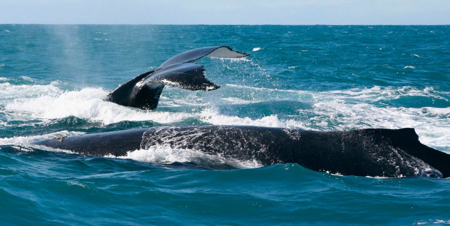 Avistamiento de Ballenas