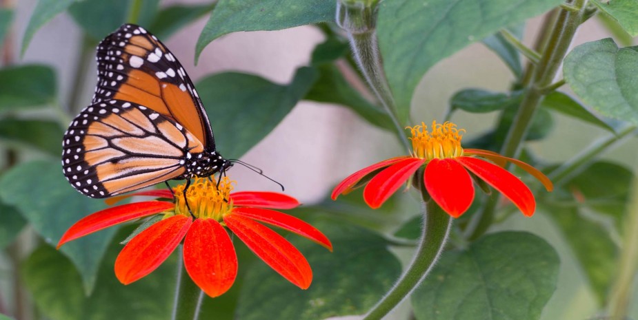 Mariposario Porto Seguro